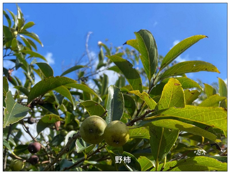 金龍湖、鷹石尖、老鷲尖、內溝山 O型一圈_2966642