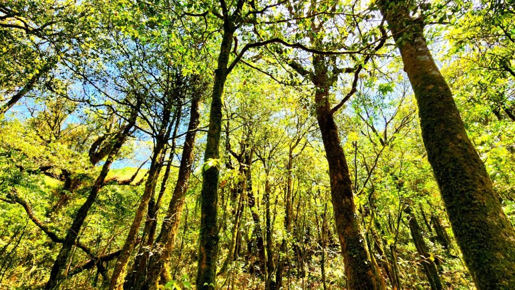 【中級山】與山毛櫸的邂逅，逐鹿山_2742661