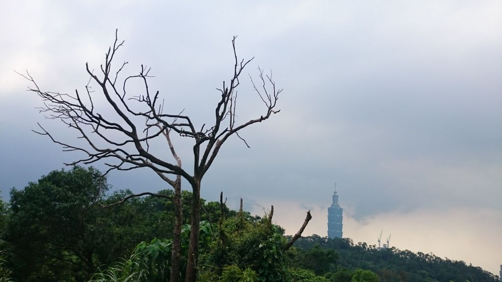 南港山縱走親山步道(拇指山、南港山、象山、九五峰)_332828