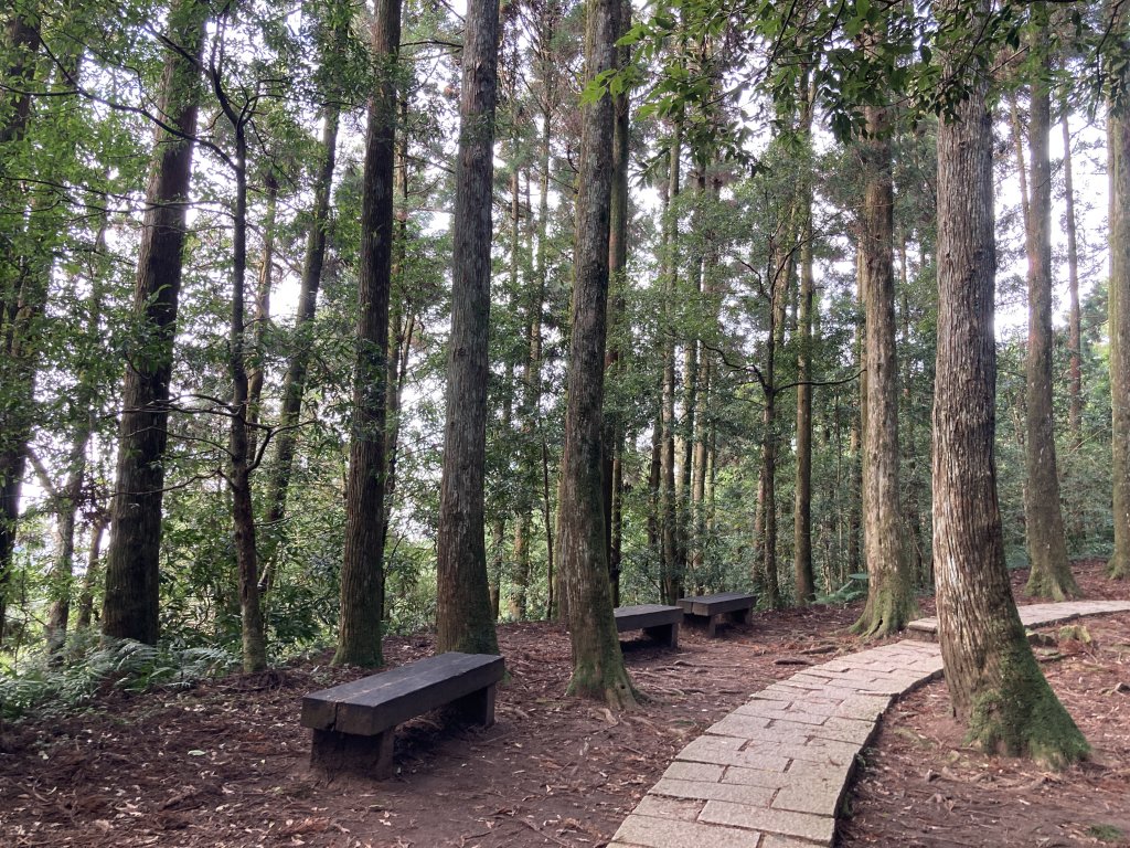 東眼山自導式步道(二訪)_2366954