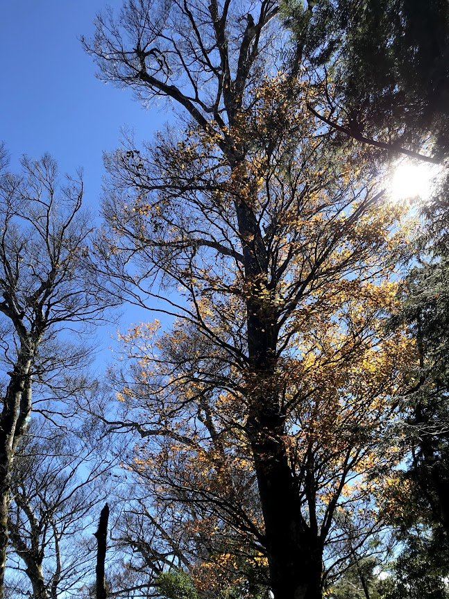 太平山_臺灣山毛櫸國家步道20201118_1967994