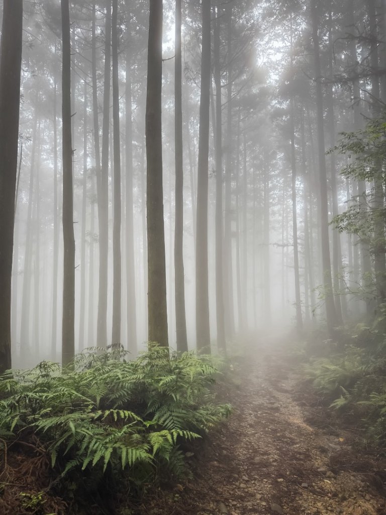 鵝公髻山-迷霧森林封面圖