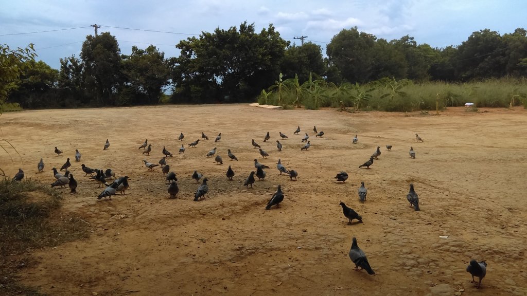 《桃園虎頭山迷航記》_1028593