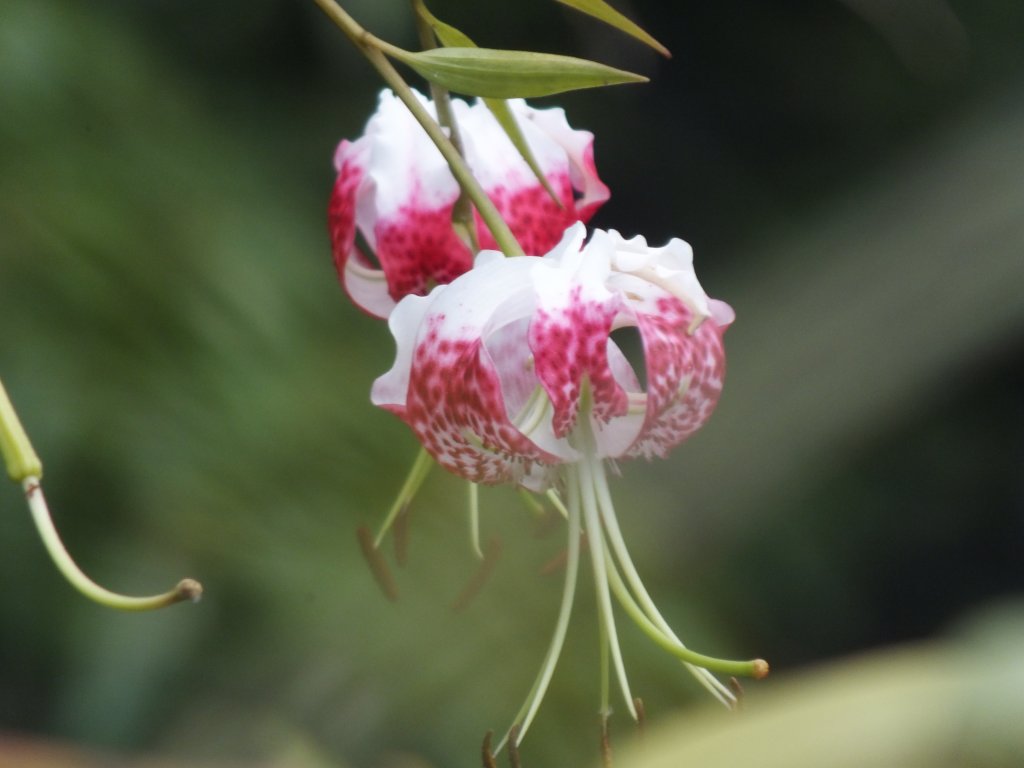 平溪區慈恩嶺+慈母峰探找艷紅鹿子百合花影_2870319