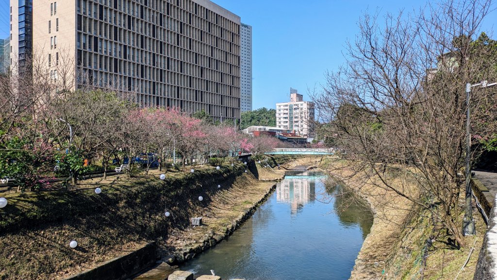 汐止康誥坑溪櫻花封面圖