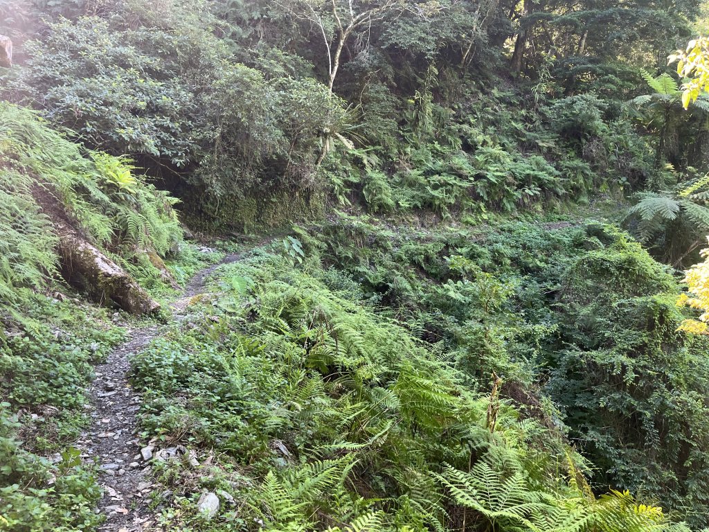 [玉山尋寶任務-03/12] 2025_0810 瓦拉米步道_2857650