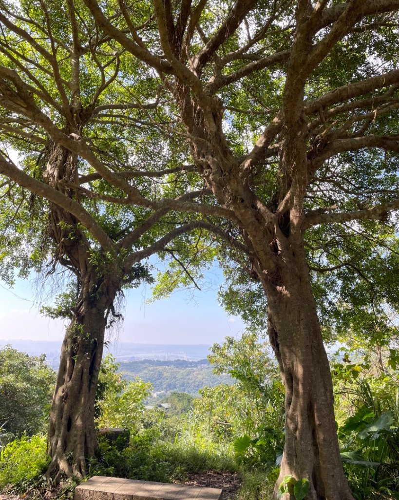 雙湖賞櫻🌸雙獅縱走🦁大小金面山_2944050