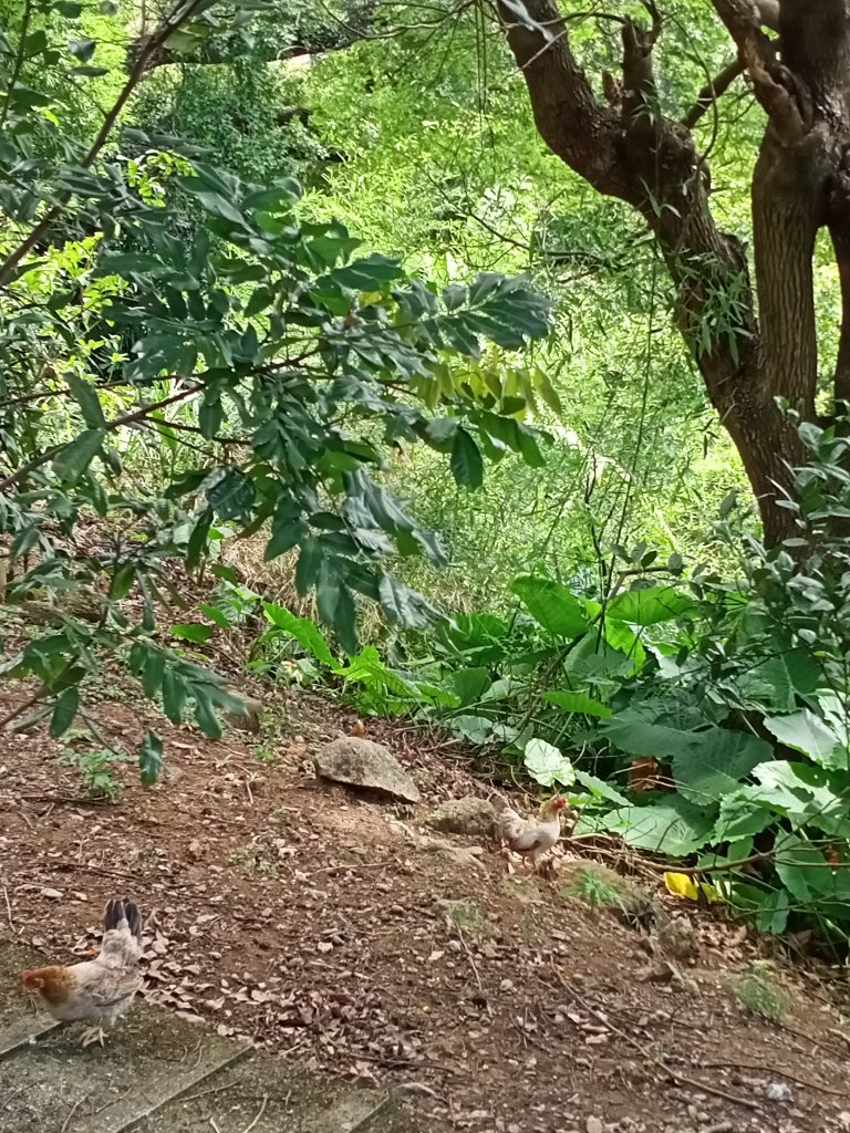 【臺北大縱走 1】(2-1) 二子坪遊客服務站→下青礐步道_1486253