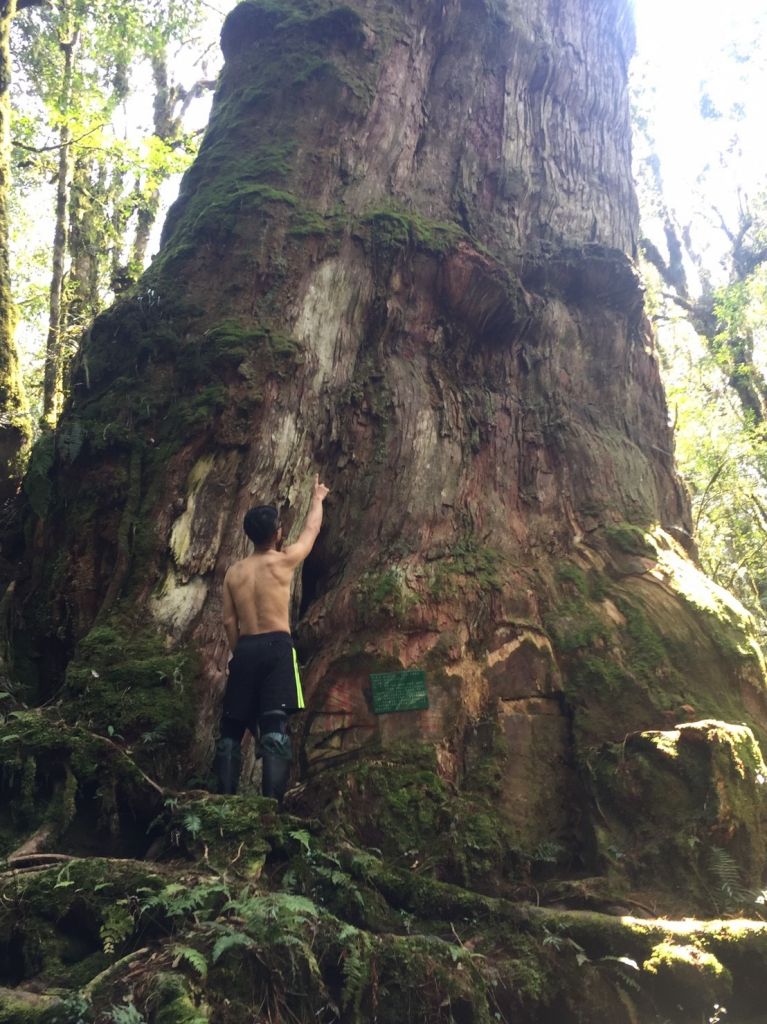 米羅山之木_292316