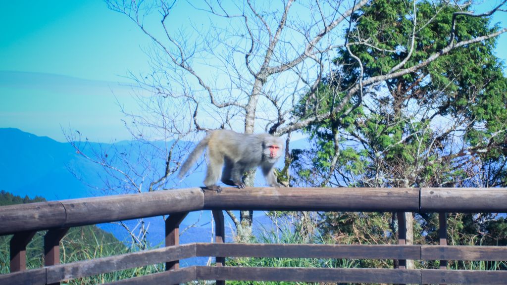 太平山的台灣獼猴_231659