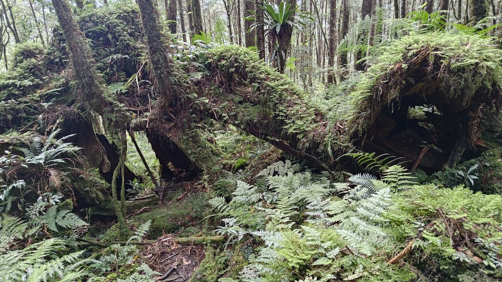 棲松縱走未竟_2918319