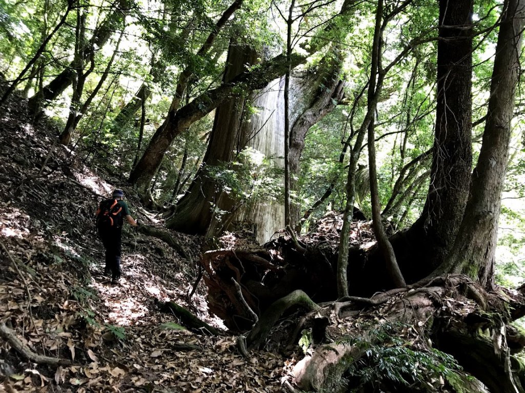 雪白山&司馬庫斯神木20190803_1965072