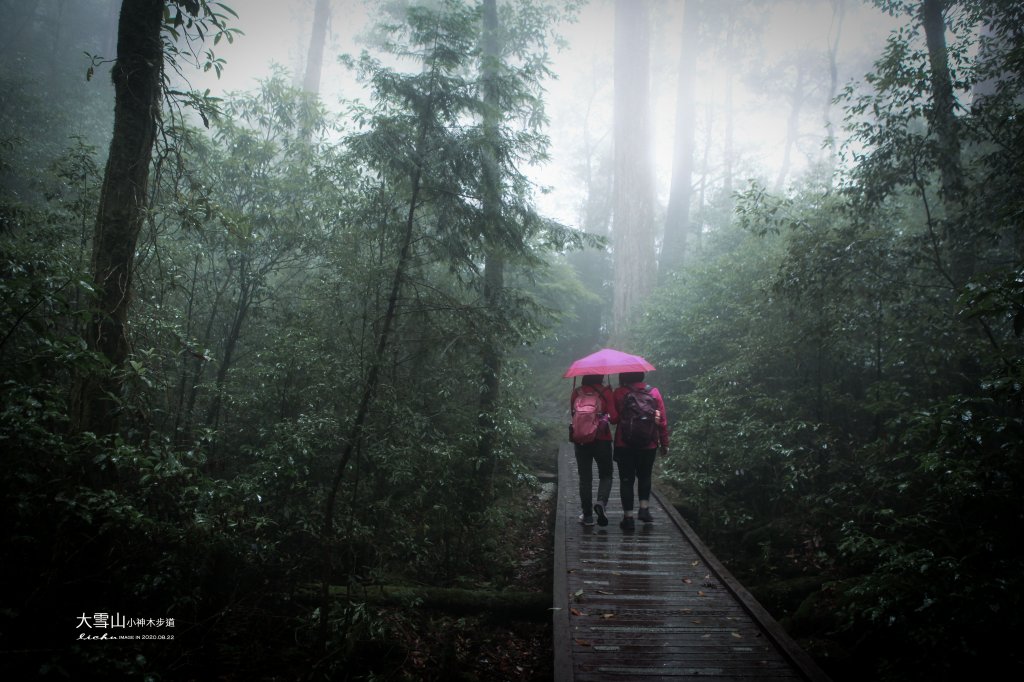 大雪山小神木步道_1103124