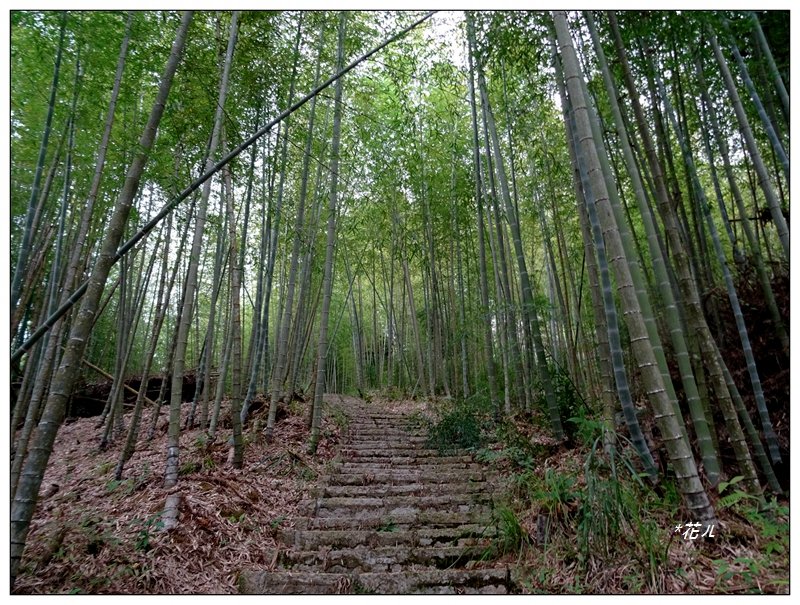 石壁木馬古道(五元二角綠廊)_1515818