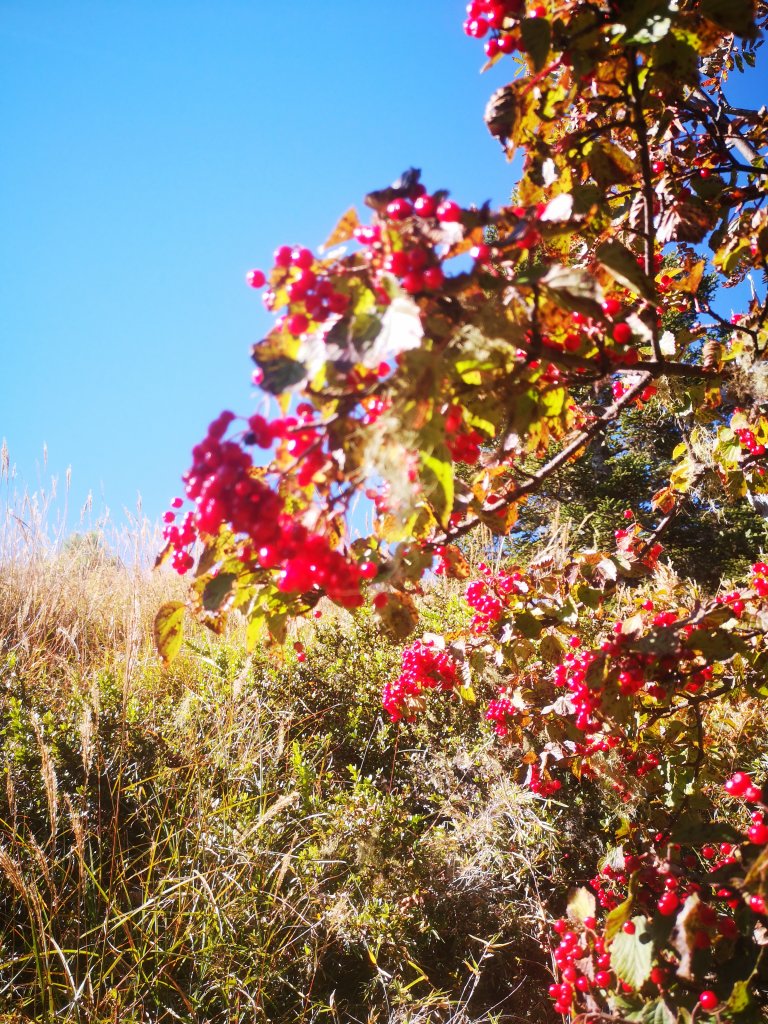 2019/10/19~20小O聖稜線_713254