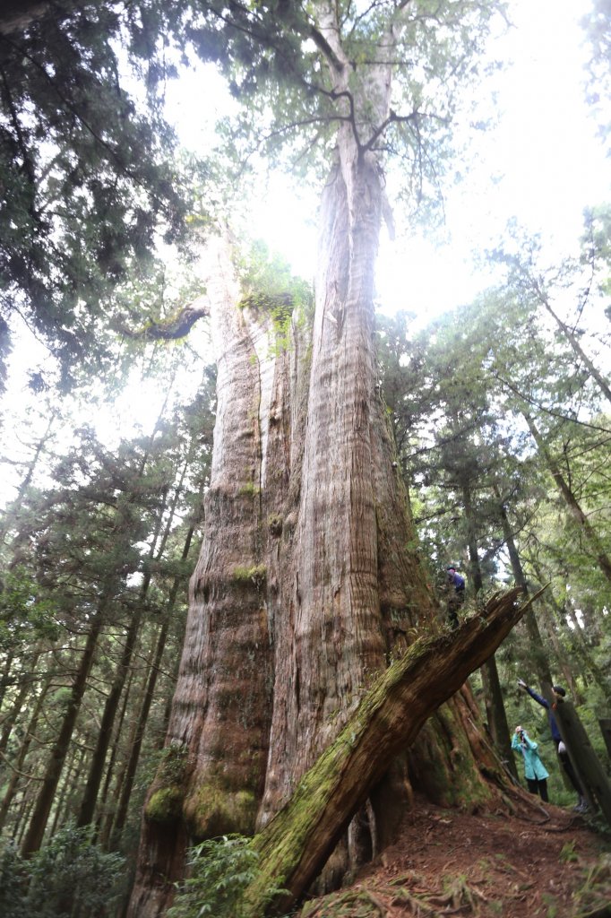 水樣森林 第一次在山裡過夜_659399