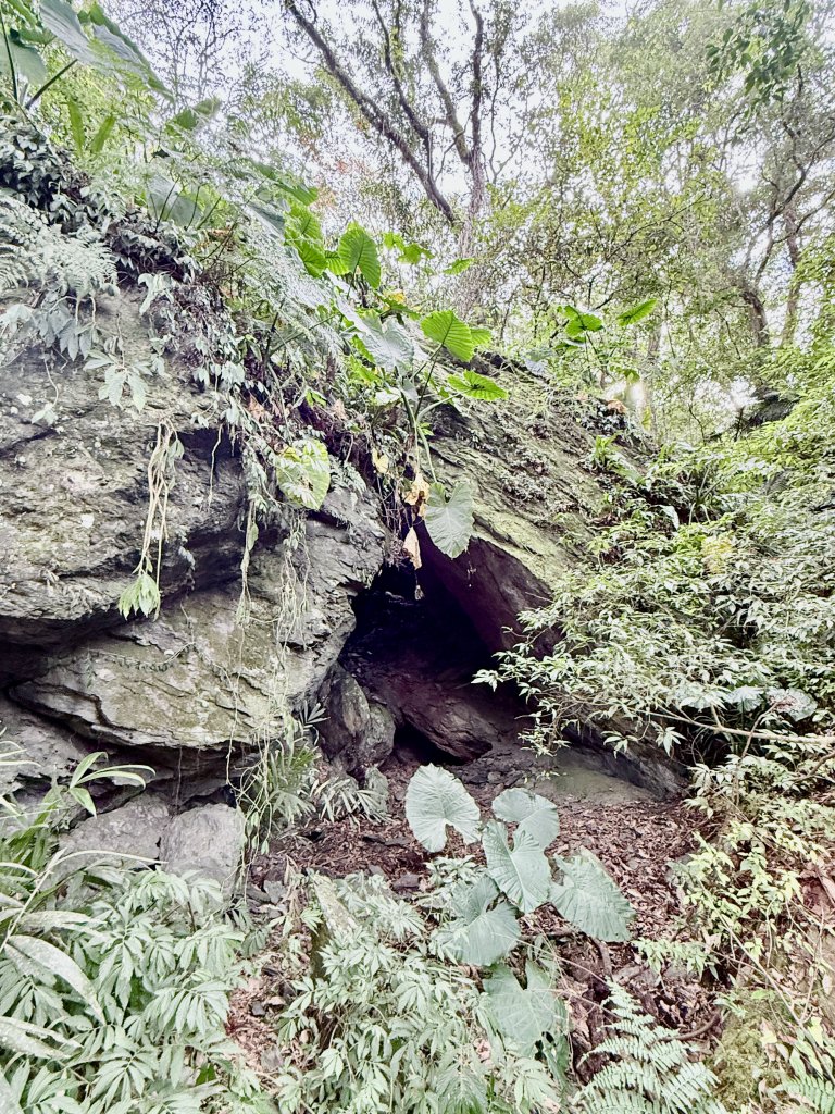 雪山坑步道悠遊順訪雪山坑山(再訪)  2025.12.3_2953770