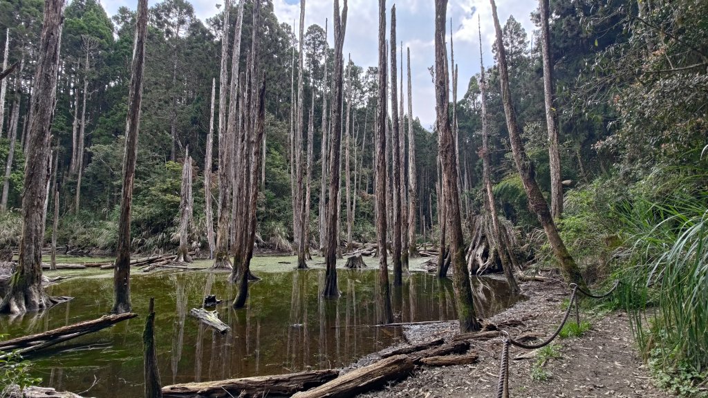 金柑樹山_2759430