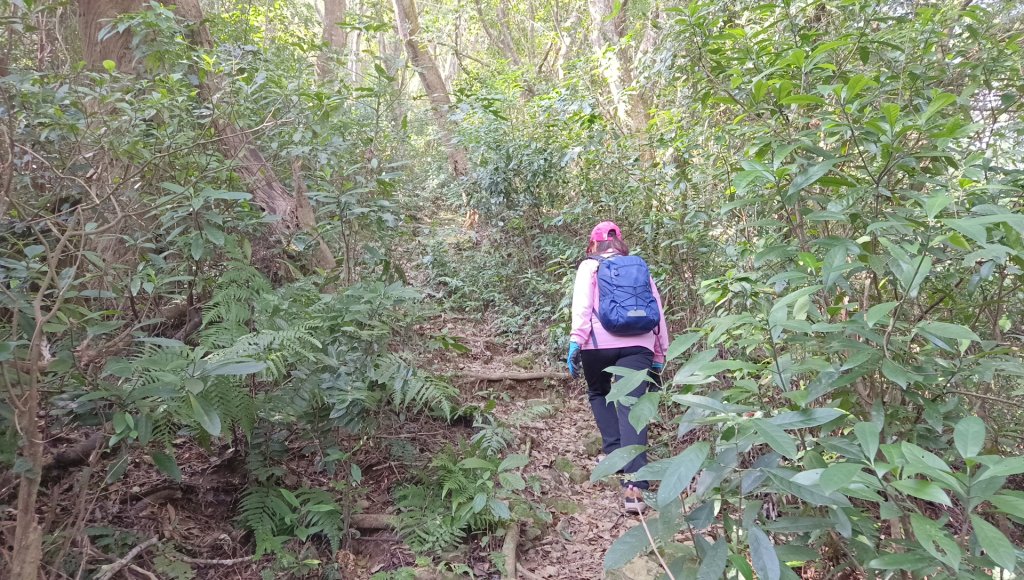 (姨婆趴趴走)第四十六集:新竹關西赤柯山及南峰、東西獅頭山、馬福山環狀縱走_2685736