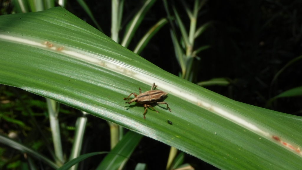 【新北/平溪】平湖尖越嶺和尚尖_56212