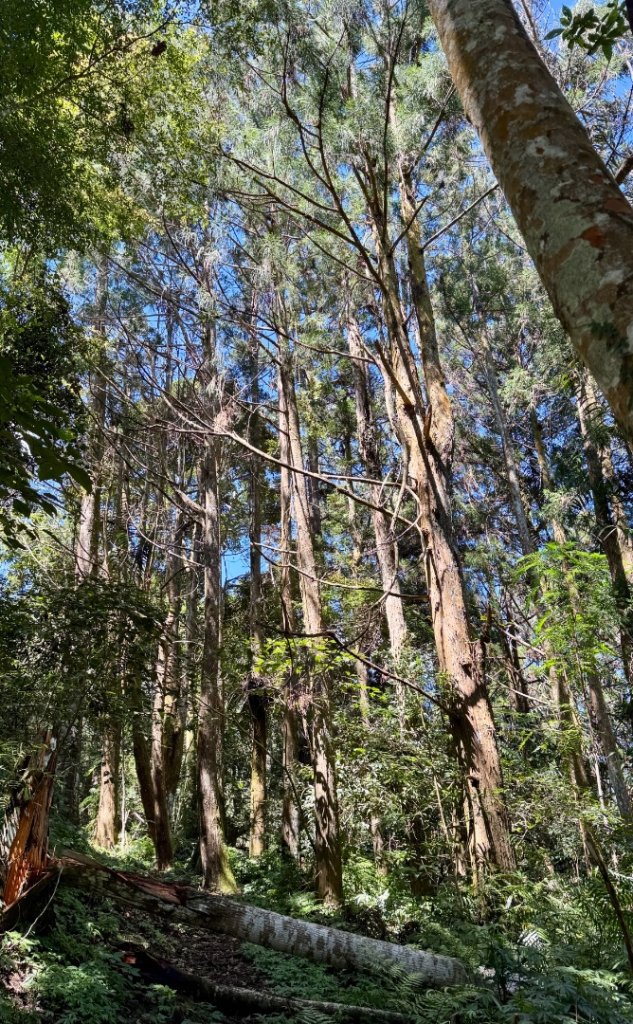 瞭望台-瓊山-望美山-獵人古道_2887719