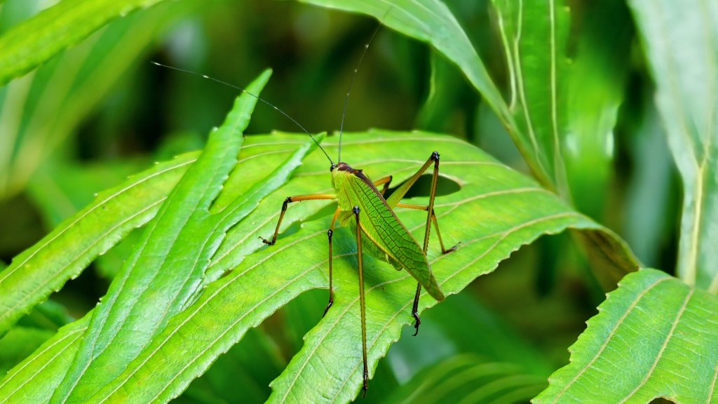 耳空龜山_2850424
