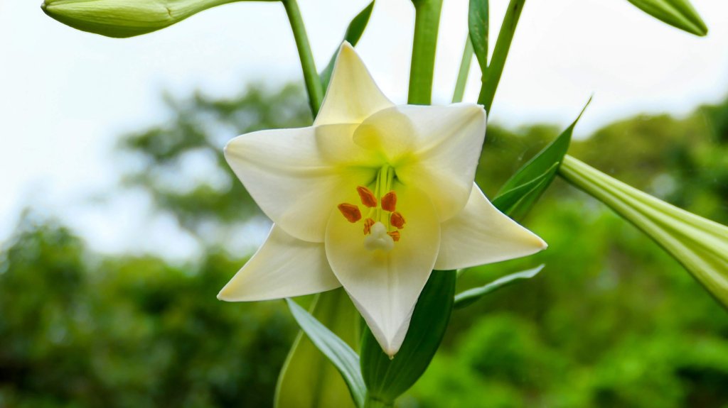 白石湖沒有百合花。晶片關稅_2781595