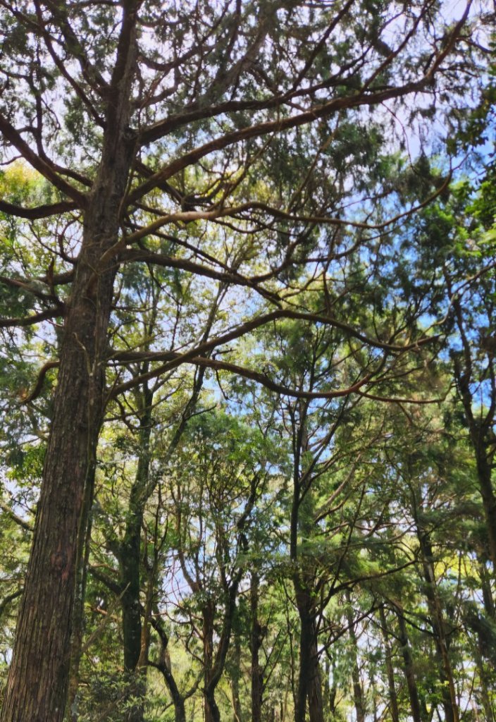 【中級山縱走】最美中級山，鳶嘴西稜縱走（鳶嘴山，醜崠山，長壽山）_2741349