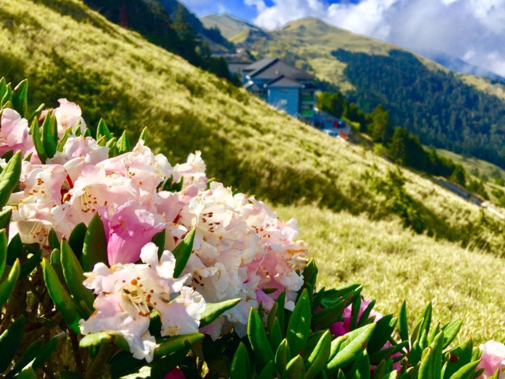 1070512合歡東峰杜鵑花_332640