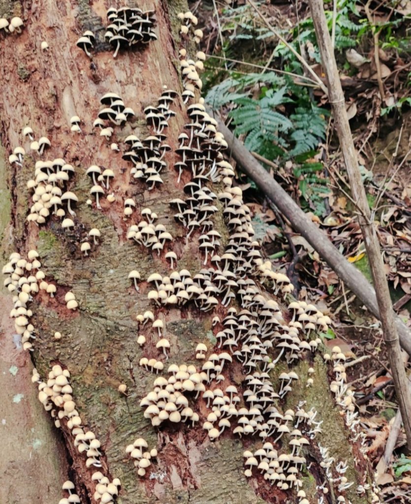 【中級山縱走】水雲三星，橫龍山，騰龍山，橫龍古道_2742958