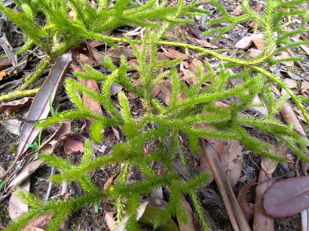 獅子頭山_2440503