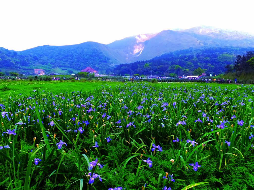 2018竹子湖海芋季--楓紅芋白萬象新_304594