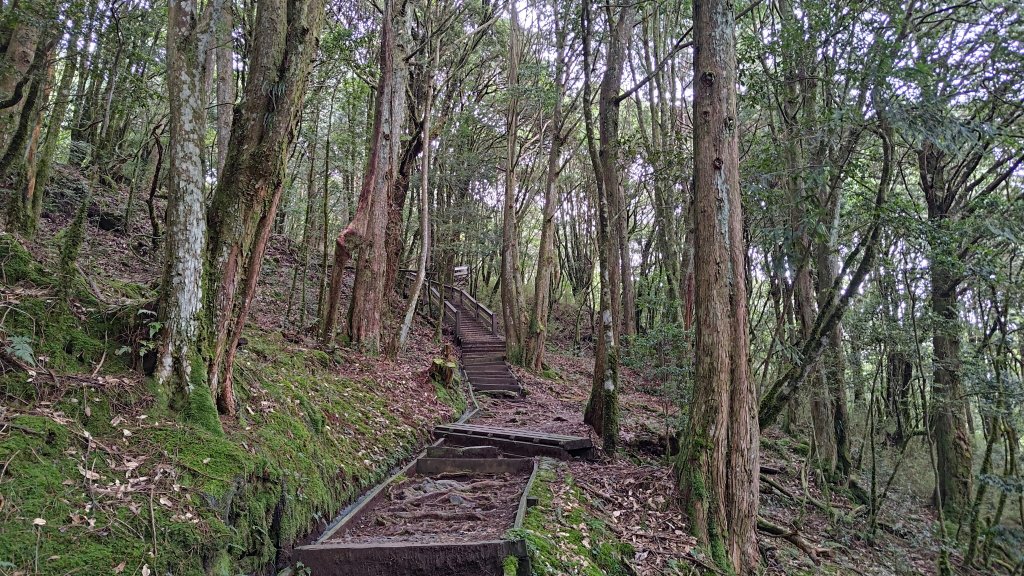 檜山巨木群_2917993