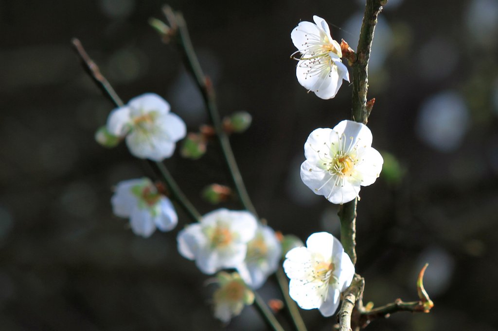 【臺南~楠西】梅嶺賞梅二~梅峰古道_1247018