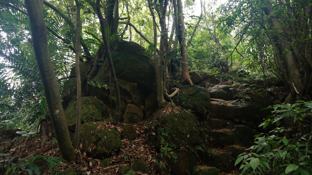 三峽(長壽山)→土城(天上山) 縱走_1233093