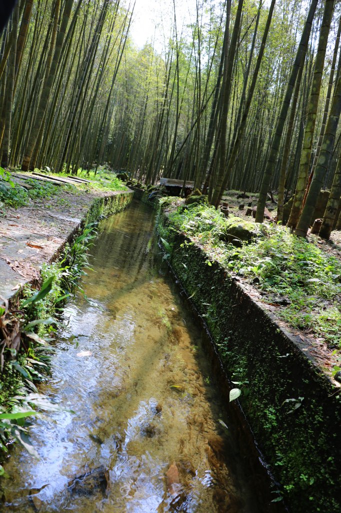 綠意盎然的山林風貌。長源圳生態古道封面圖