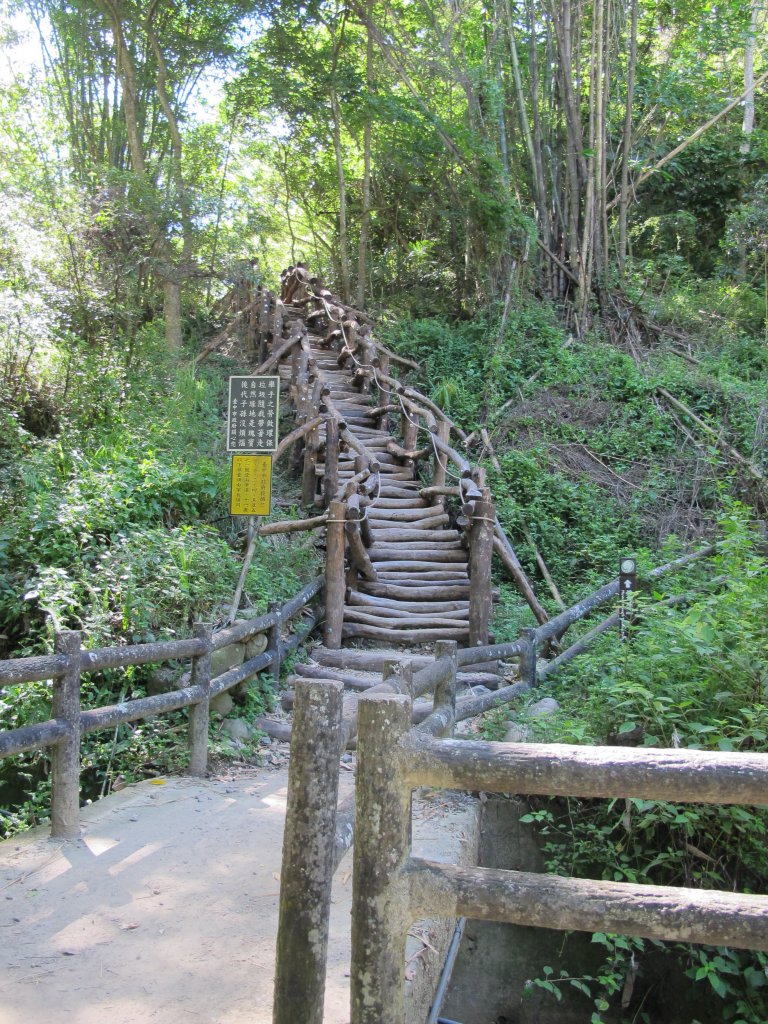 2020-06-05 大坑1號步道_985429