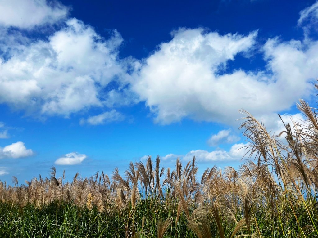 愛在秋芒紛飛時...五分山_2353701