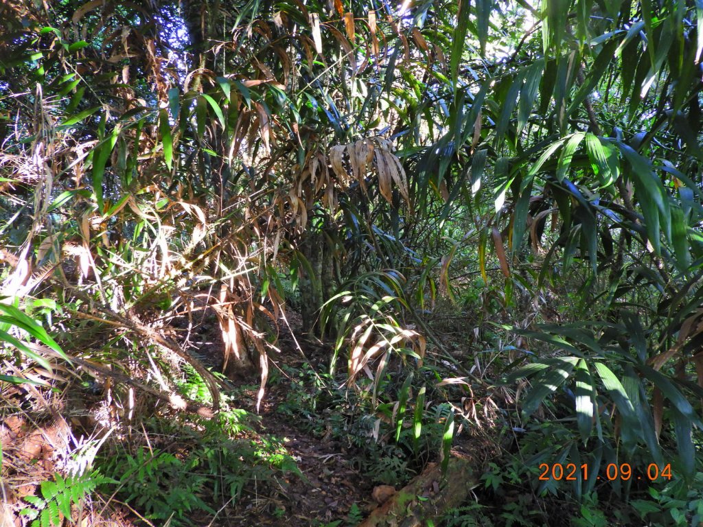 宜蘭 大同 西馬縫山(未竟)_1451996