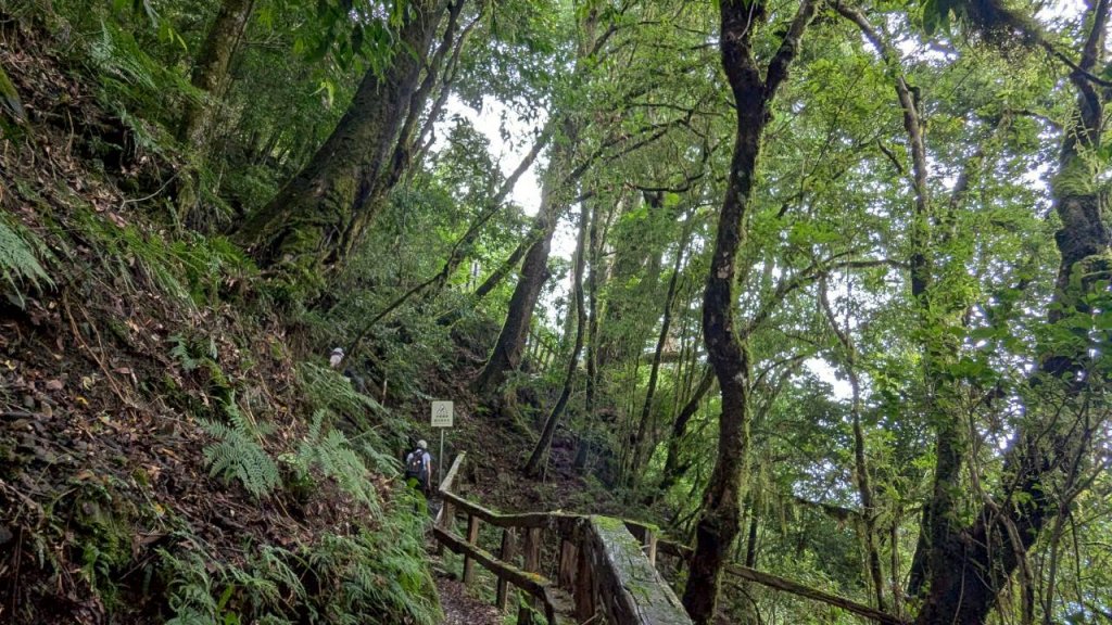 鎮西堡巨木步道群 (B區)_2861155