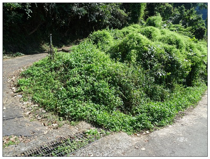 馬那邦山(小百岳)/上湖登山口_2427086