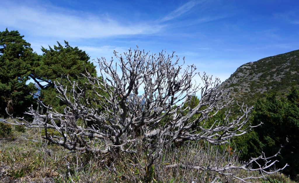 八通關古道西段（三）秀姑坪＆秀姑巒山_392020