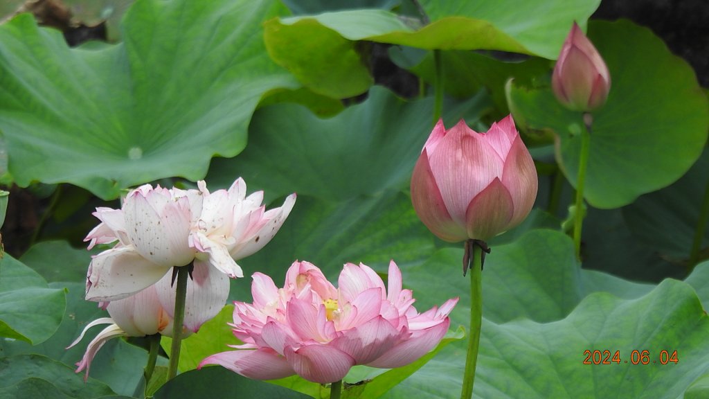 雲山水花鳥蝶-天龍國阿伯的日常6/4_2518098