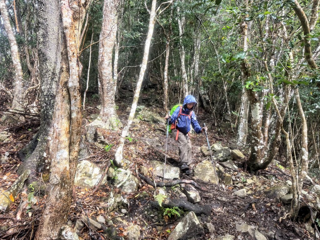 回程下雨的 松鶴上 八仙山 20251025_2925764