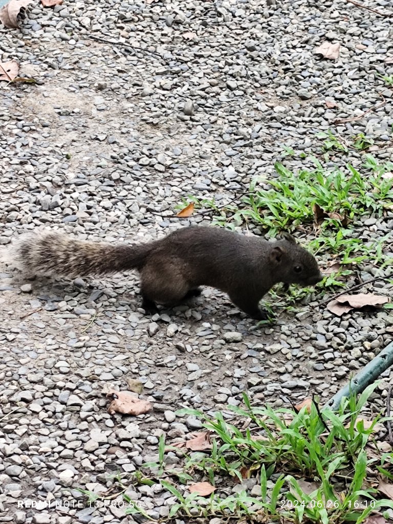 大安森林公園【走路趣尋寶】【臺北健走趣】_2536268