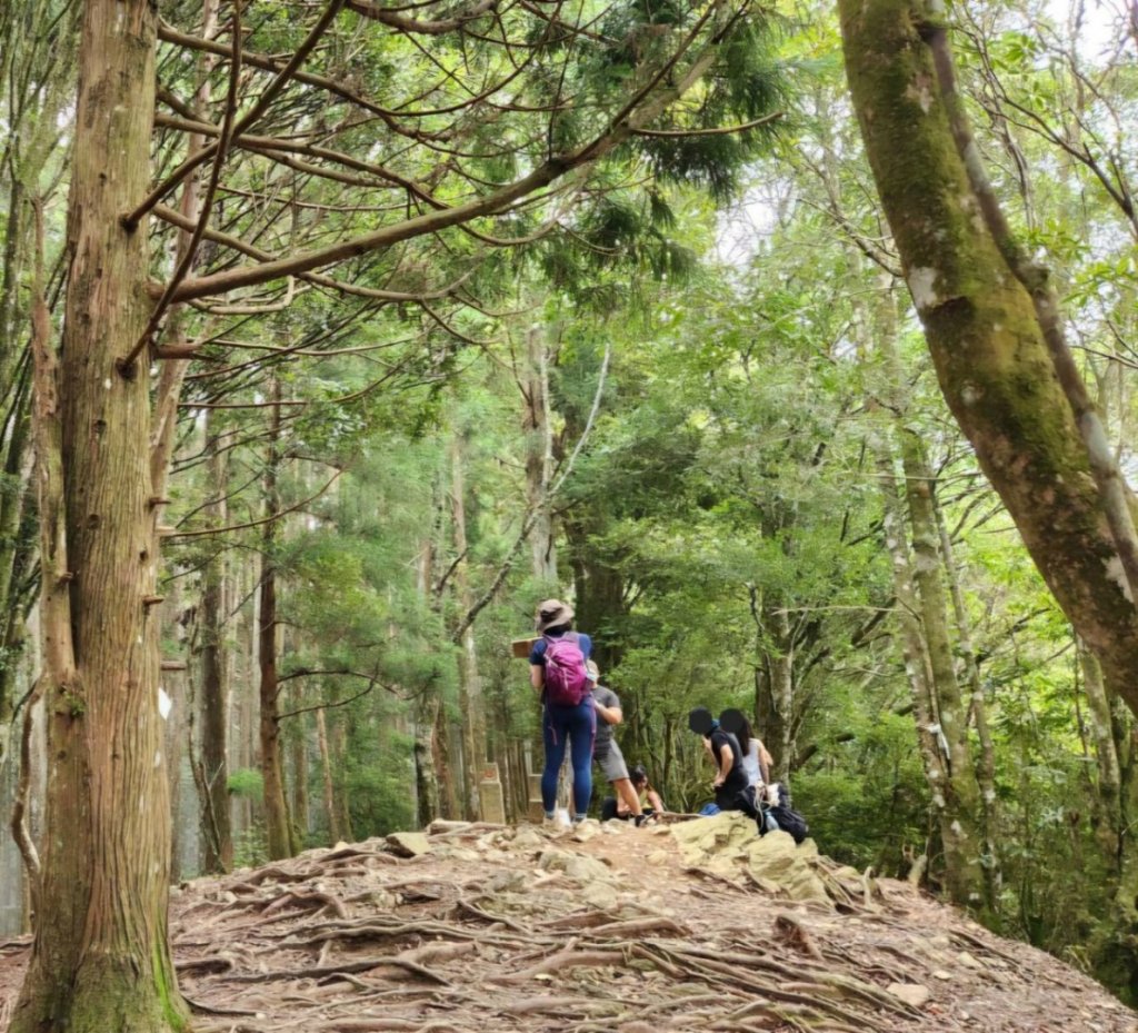 【中級山】來過一次，你不會忘記它的名字，新竹油羅山_2743734