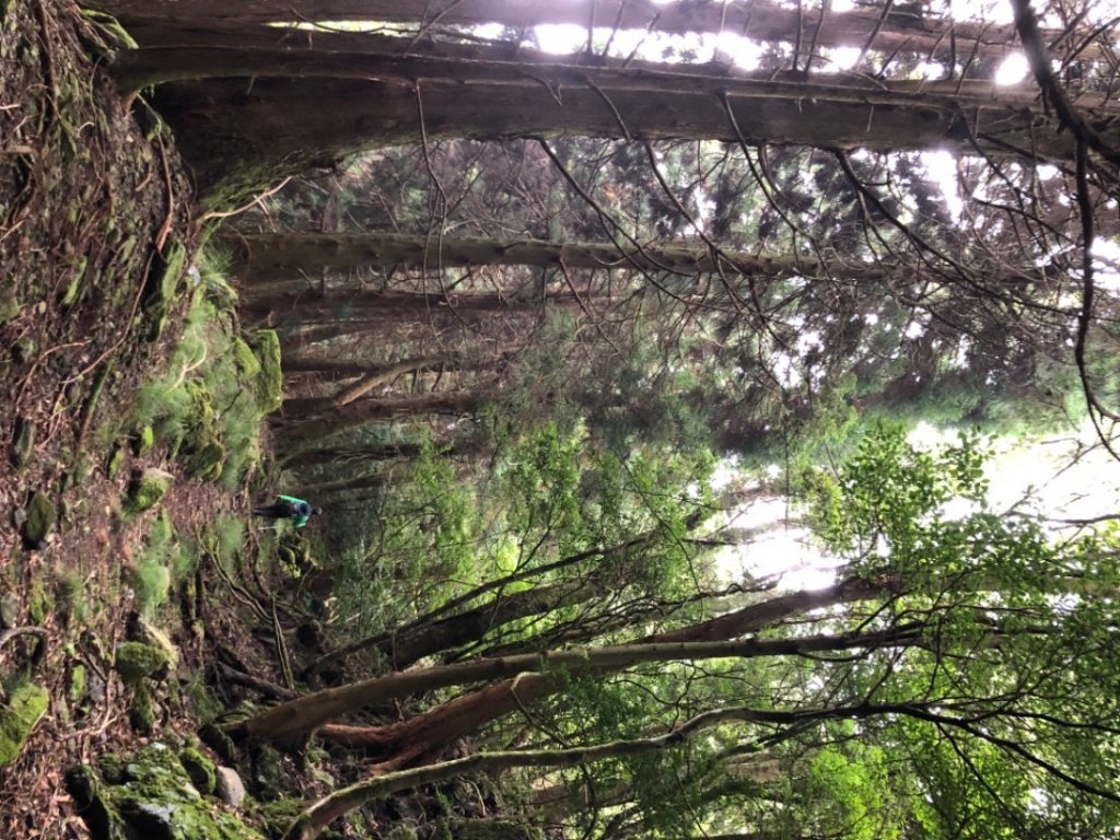 樂山鐵路林道、鹿坑山、尤命神木O走_1468185