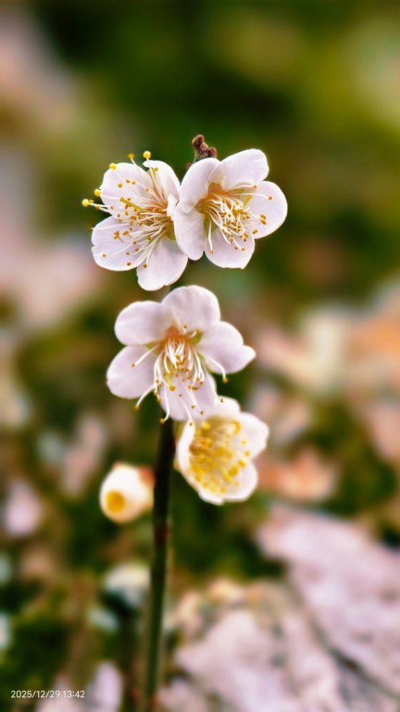 #夕陽 #火燒雲 #猴崁古道 #草山觀瀑吊橋 #住六公園 12/23_2971848