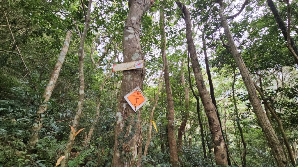 20260118南插天山.魯培山.上宇內山(南插北峰)_2989837