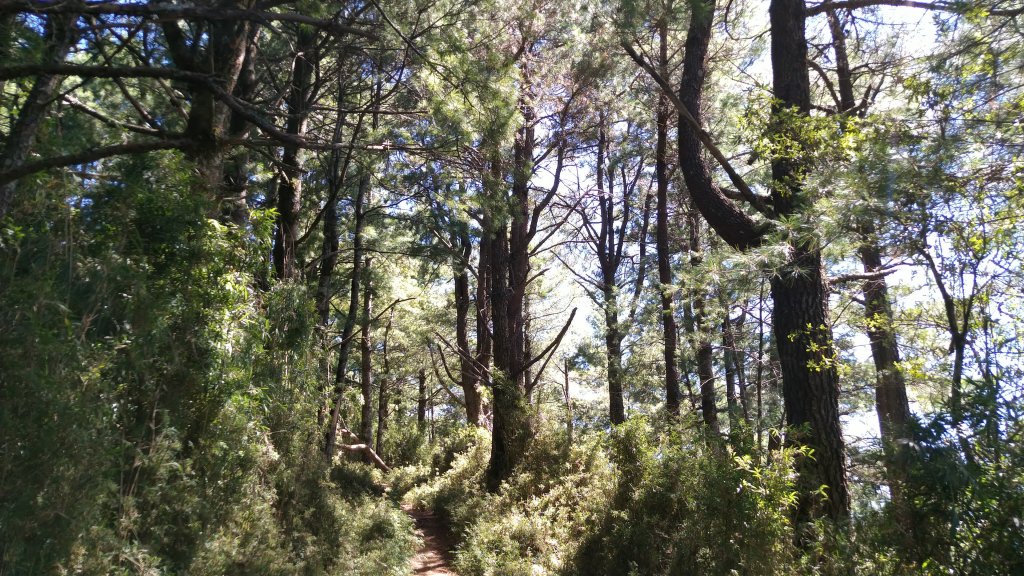 嘉義 阿里山 鹿林山、鹿林前山、真鹿林山、石水山_1487541